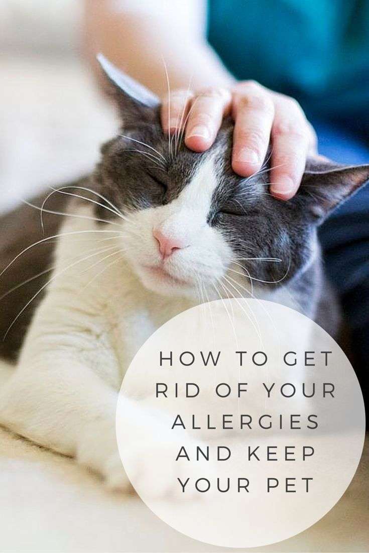 How Long For Cat Allergy Symptoms To Go Away