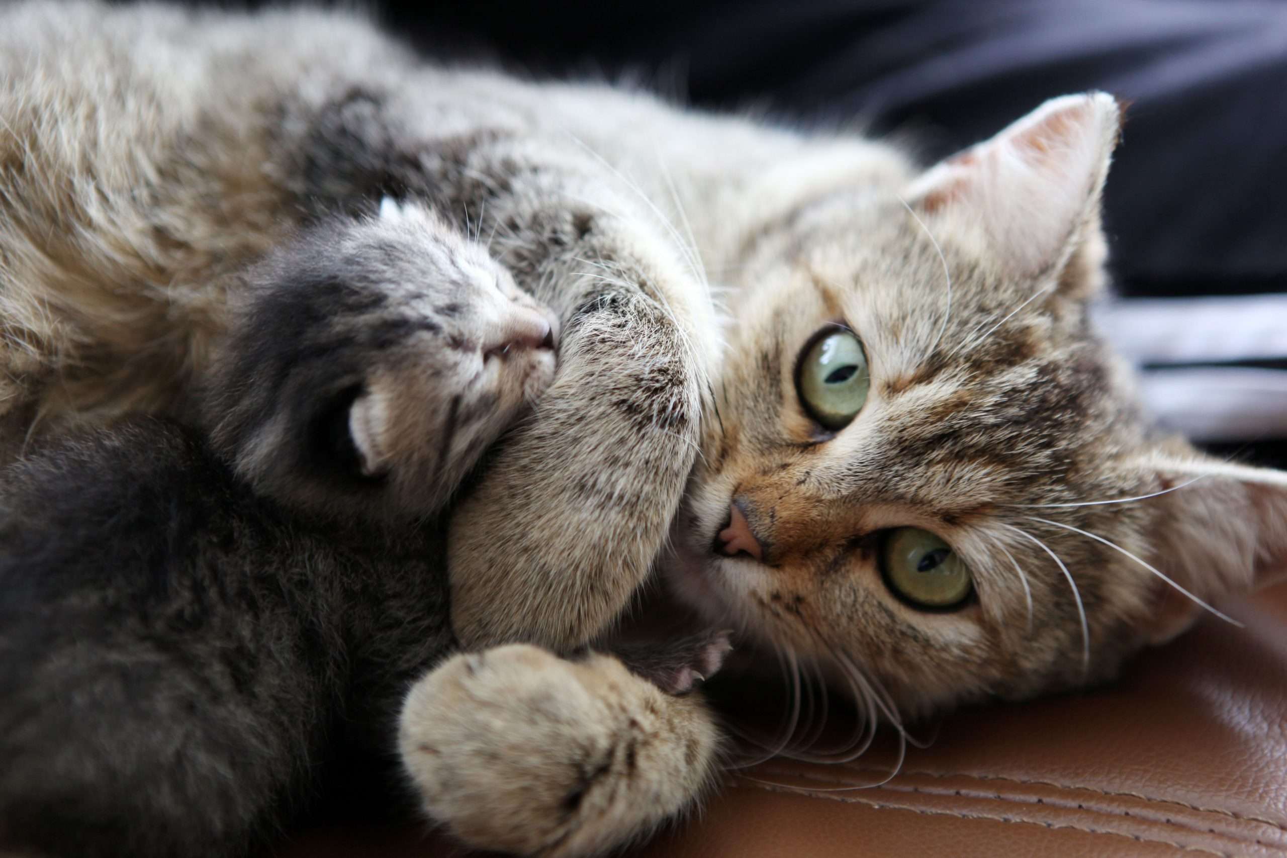 How Long Should a Kitten Stay With Its Mother?