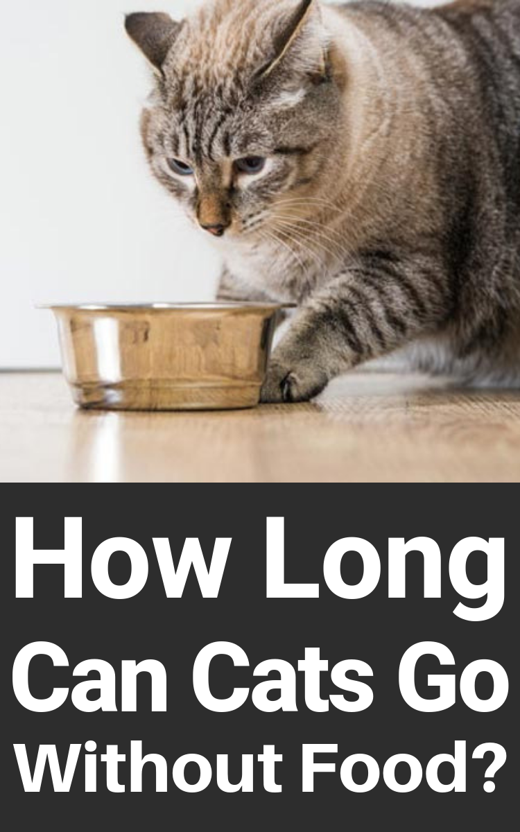 How Long Should Kittens Eat Kitten Food