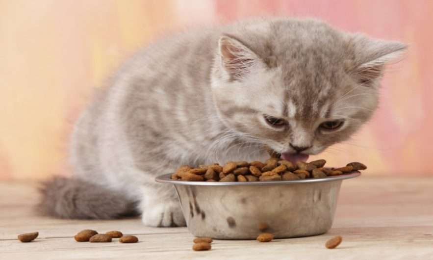 How Long to Feed Kitten Food