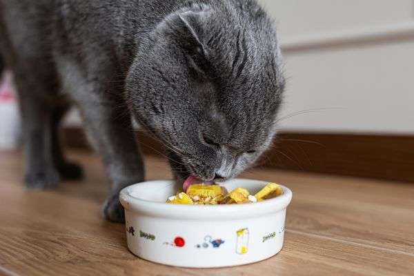 How Long to Leave Canned Cat Food Out?