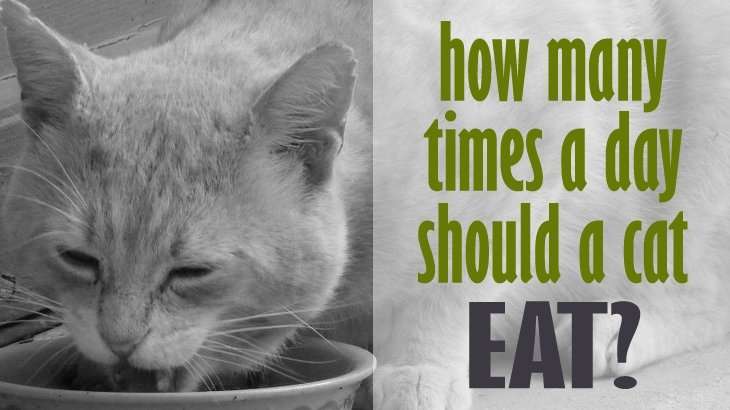 How Many Times A Day Should A Cat Eat?