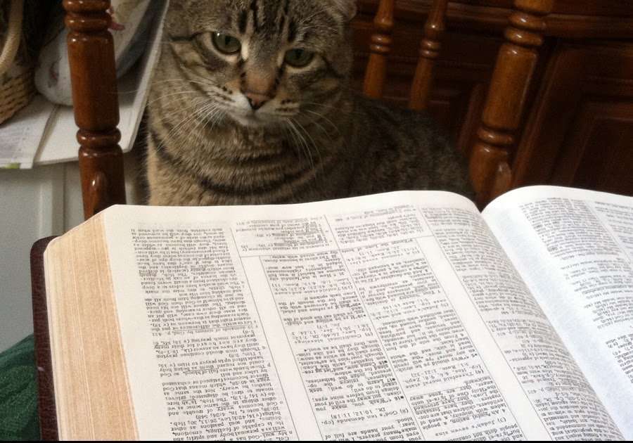 How Many Times Are Cats Mentioned In The Bible