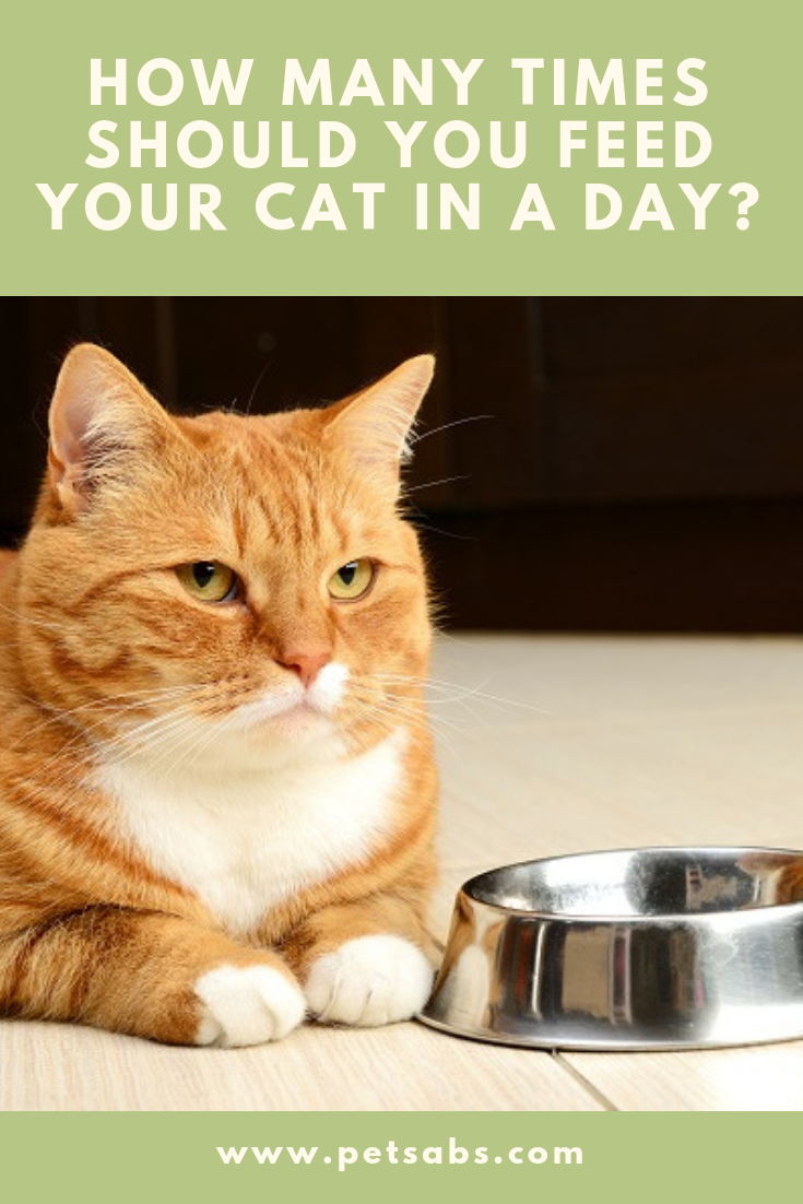 How Many Times Should You Feed Your Cat in a Day?