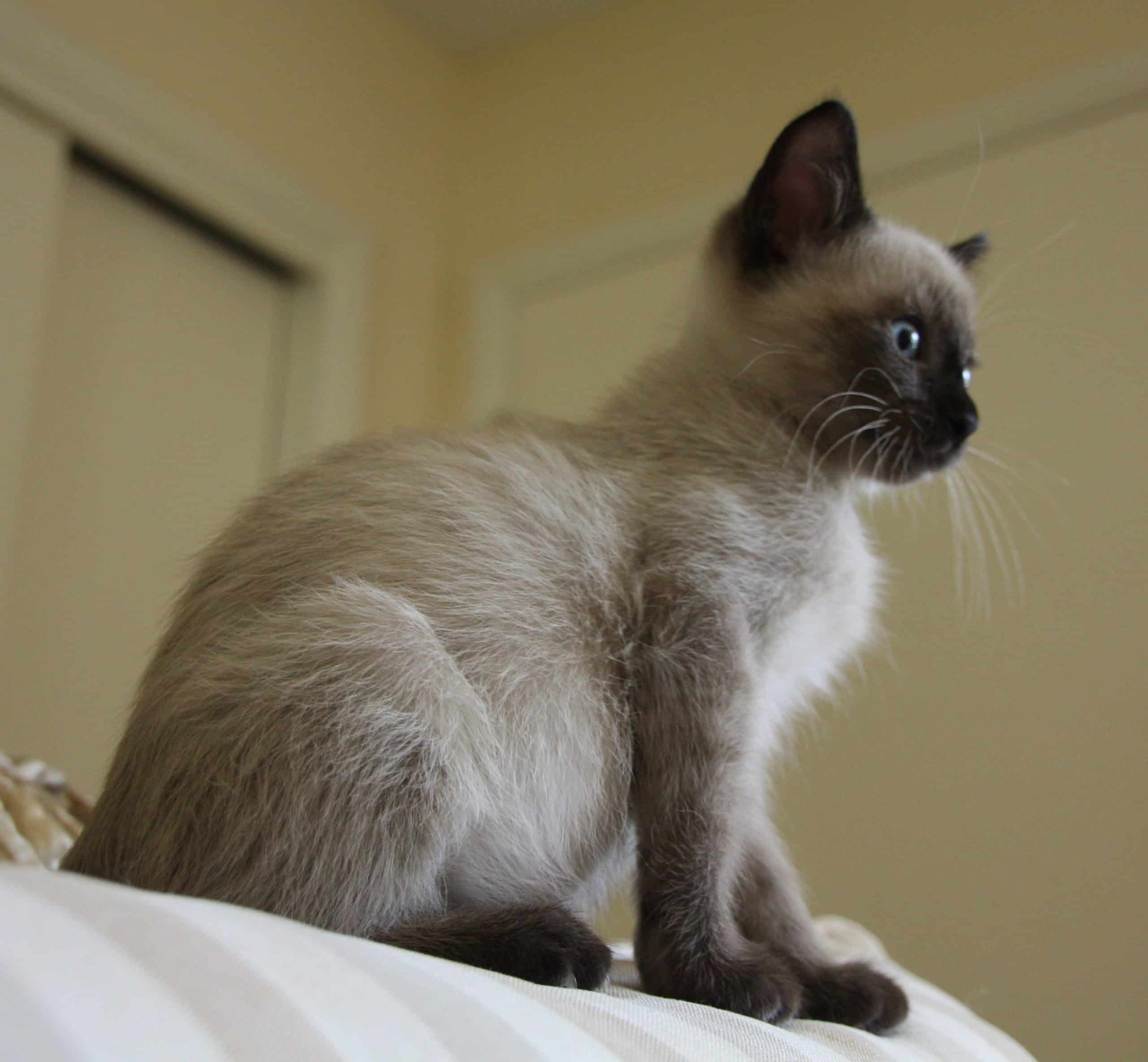 How Much Are Seal Point Siamese Kittens  Pet and Animals Care