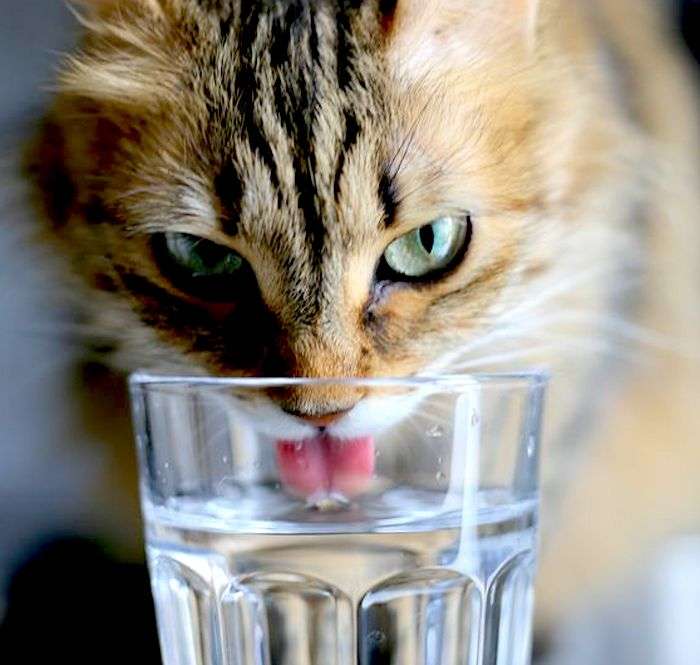 How much do domestic cats drink? â PoC