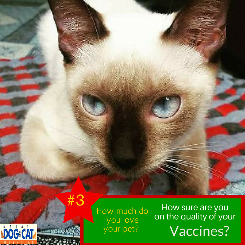 How Much Do Vaccinations Cost For A Cat