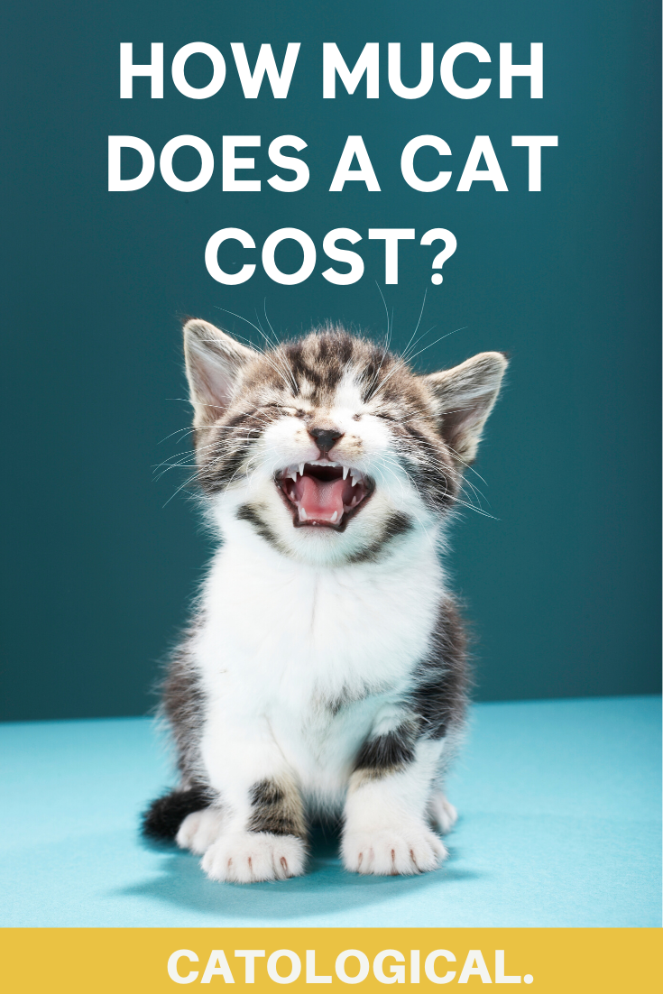 How Much Does A Cat Cost? Annual Expenses Revealed