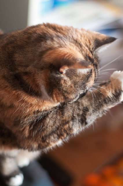 How Much Does It Cost To Declaw A Cat In Ontario