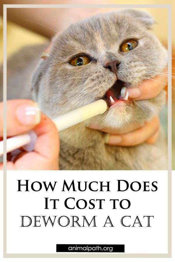 How Much Does It Cost to Deworm a Cat? in 2021