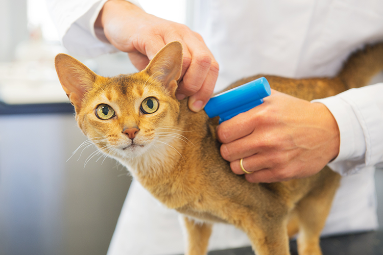 How Much Does It Cost To Get Your Cat Microchipped