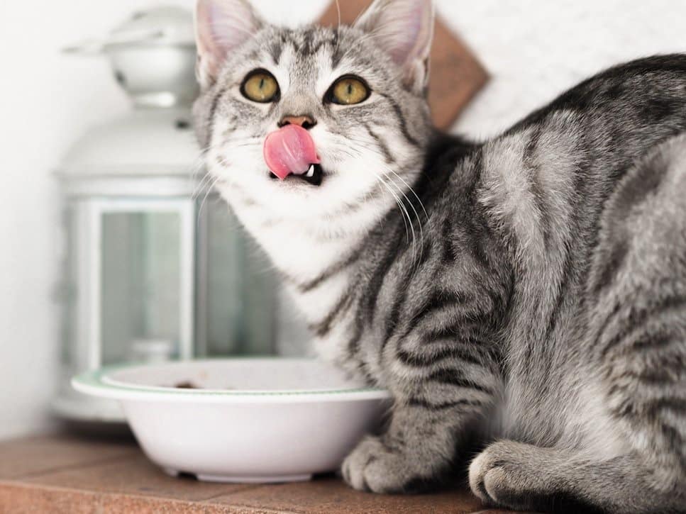 How Much Dry Food Should I Feed My Cat?