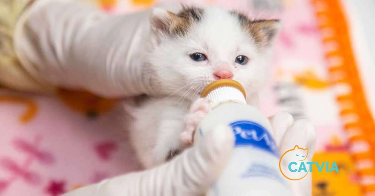 How much food does a kitten need?
