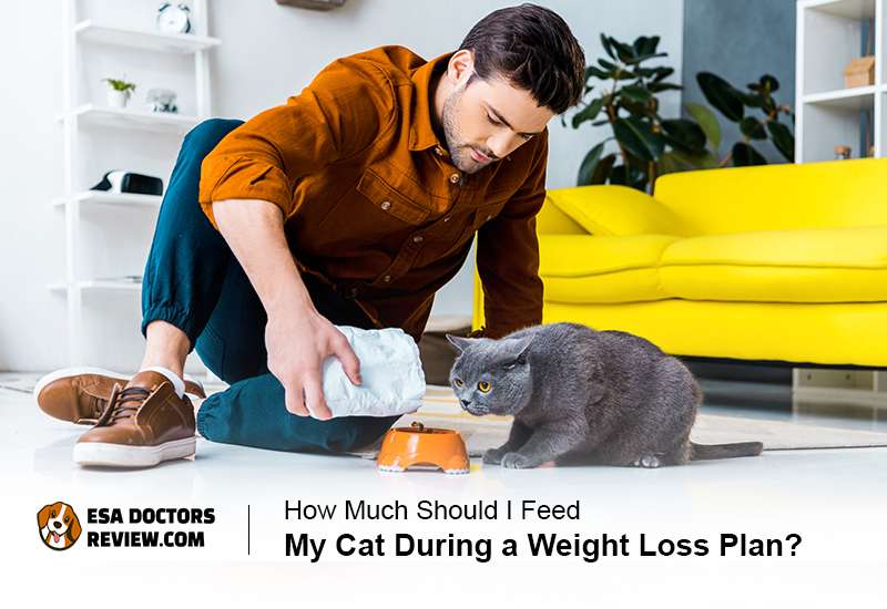 How Much Should I Feed My Cat During a Weight Loss Plan?