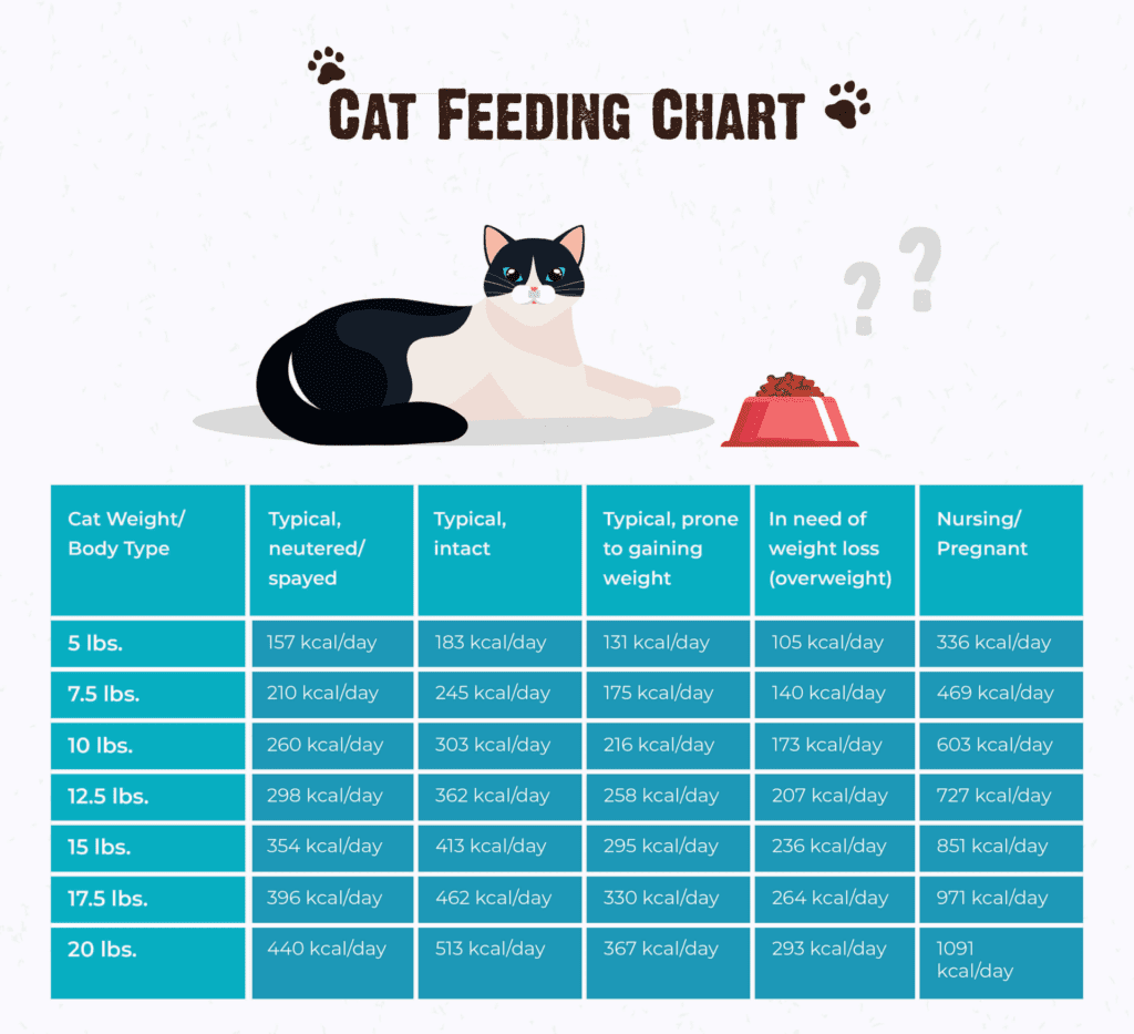 How Much Should I Feed My Cat? Tips, Advice &  FAQs