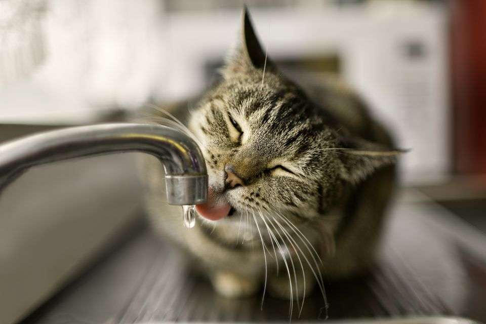 How Much Water Does an Adult Cat Need to Drink?