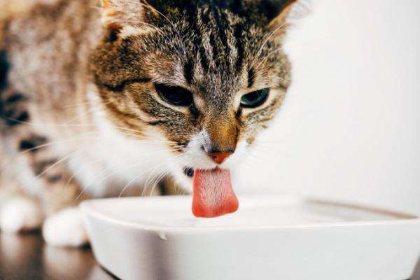 How much water should a cat drink a day?