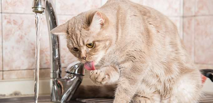 How Much Water Should Your Cat Be Drinking Every Day?