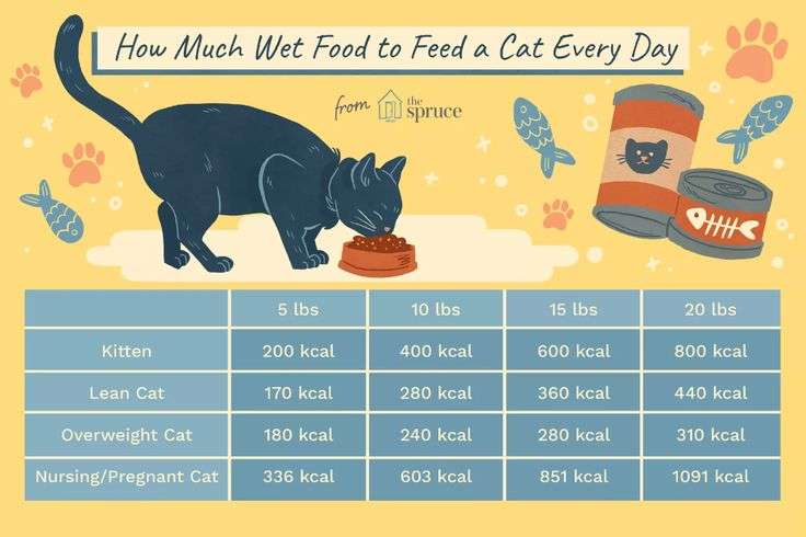 How Much Wet Food to Feed a Cat Every Day