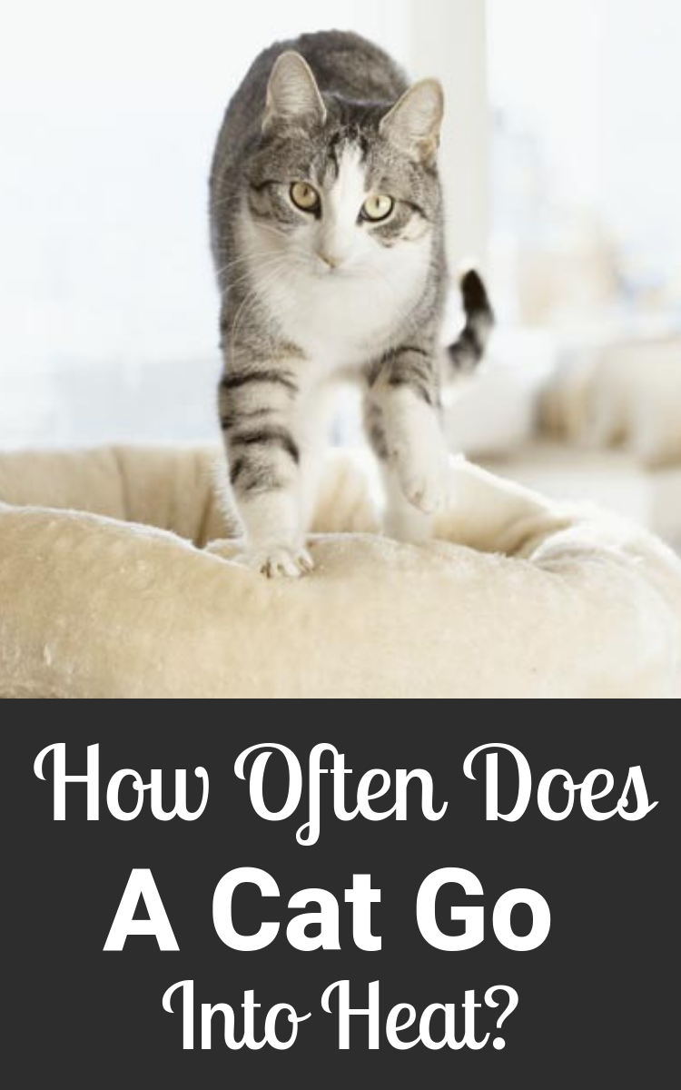 How Often Do Cats Go Into Heat?