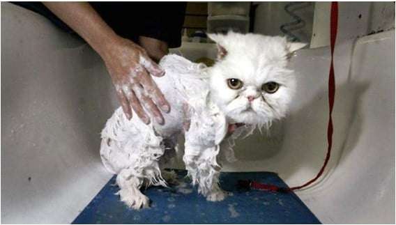 How Often Do You Have to Bathe Your Cat?