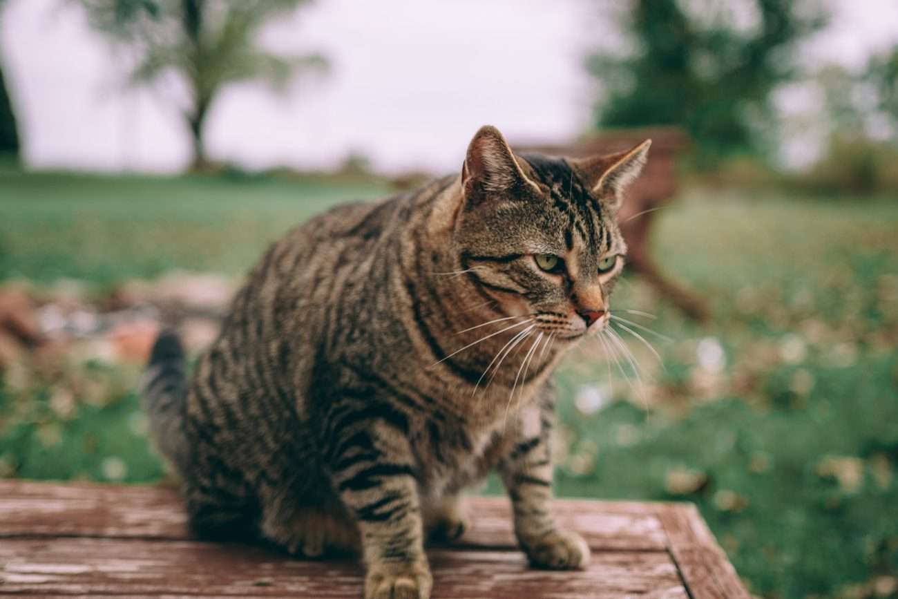 How Often Should A Cat Urinate In 24 Hours?