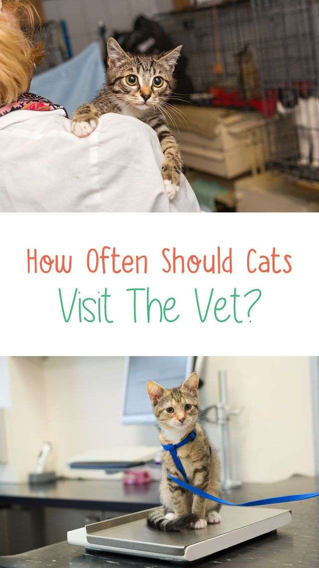 How often should cats visit the vet? Is your cat going to the ...