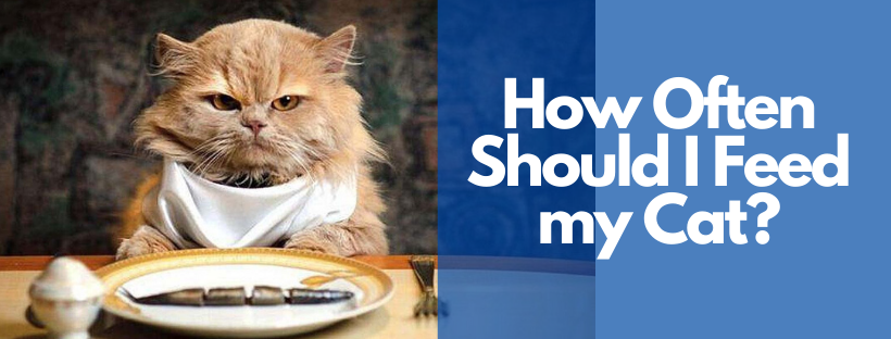 How Often Should I Feed my Cat? 5 Facts  Superbpets