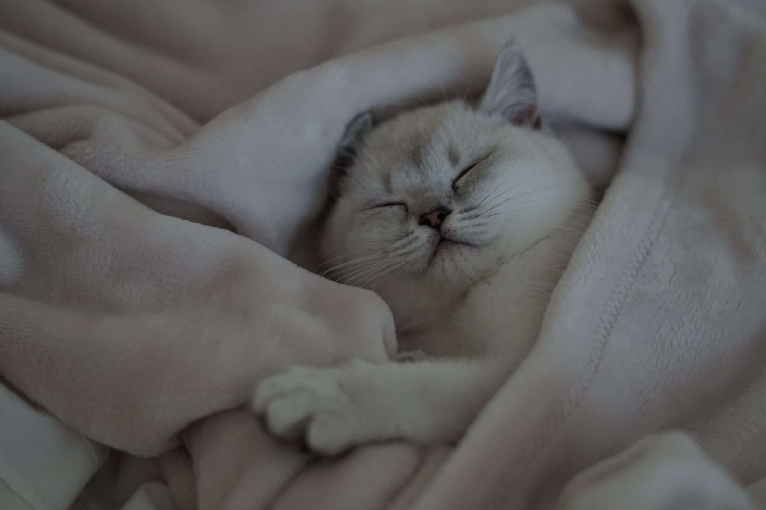 How Often Should Kittens Sleep?