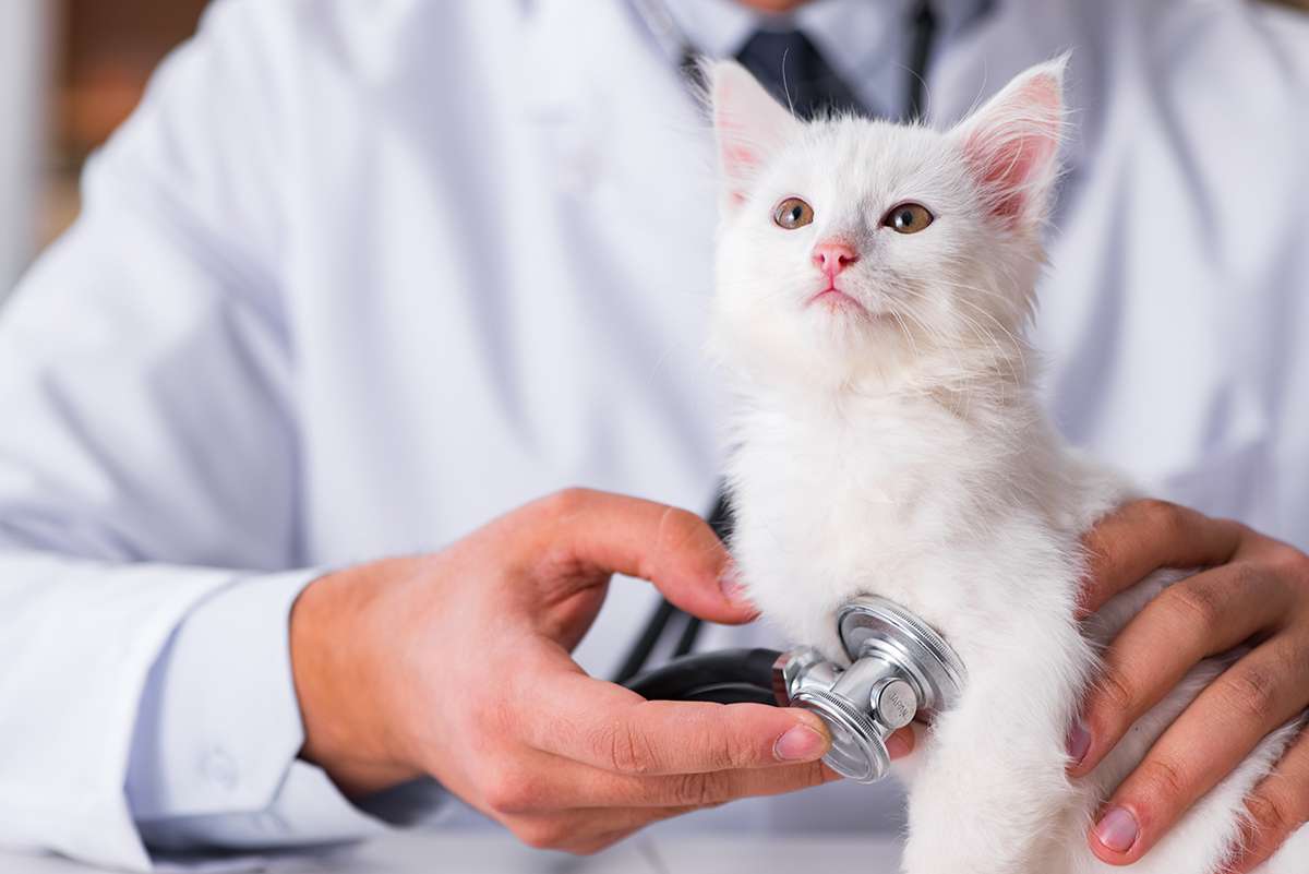 How often should my cat visit a veterinarian?