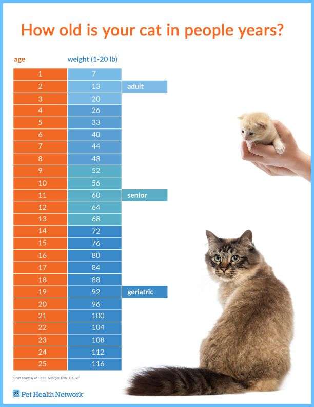 How old is your #cat in people years? #pethealthnetwork ...