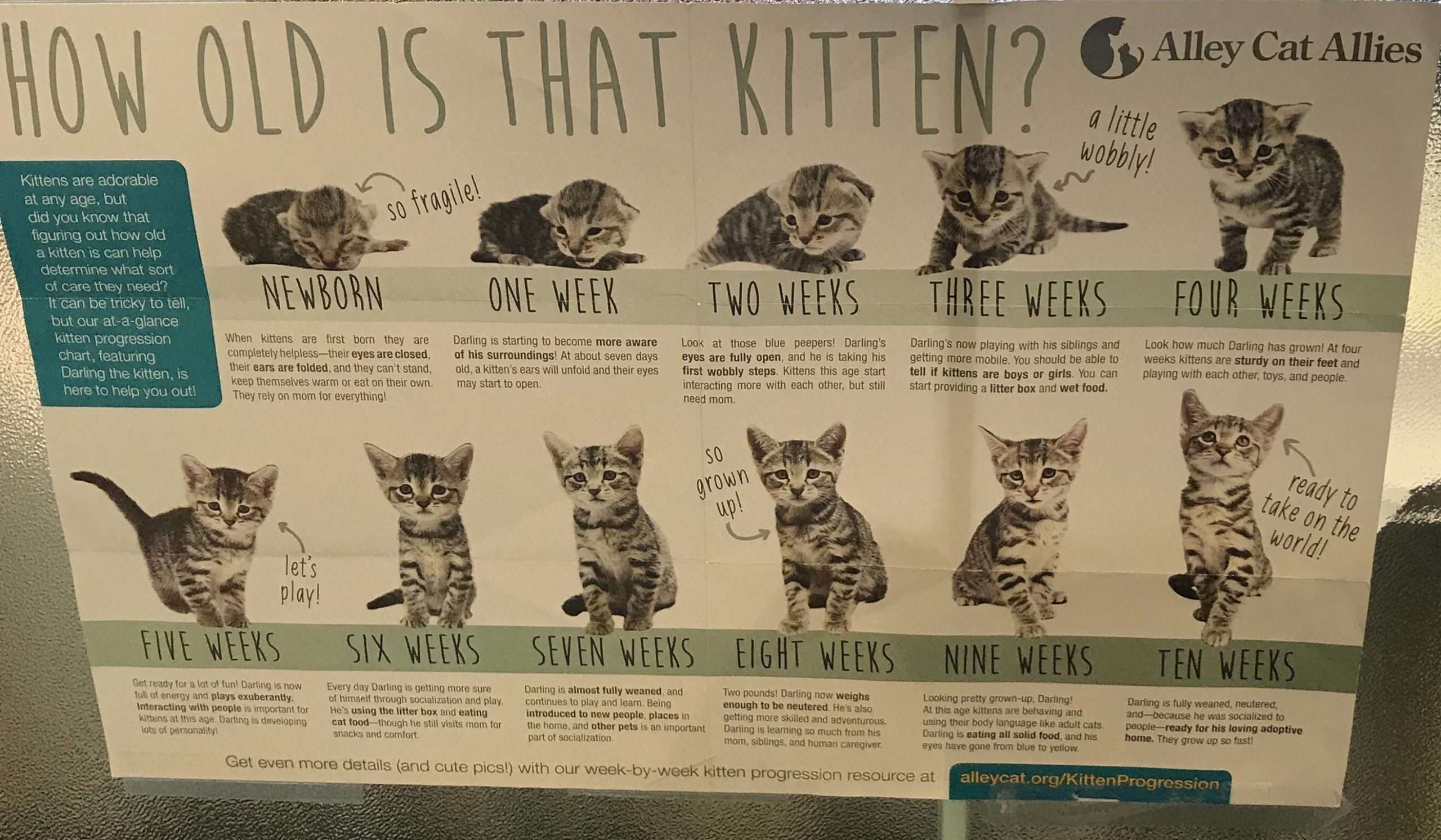 How to age a kitten : coolguides