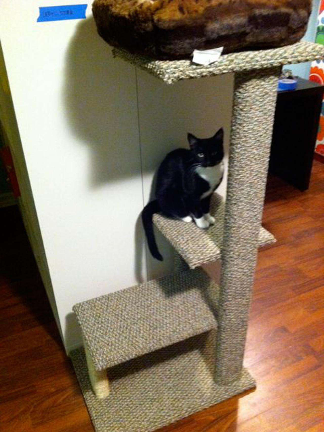 How to Build a DIY Cat Tree