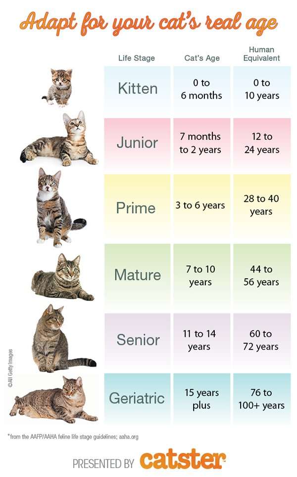 How to Calculate Cat Years to Human Years