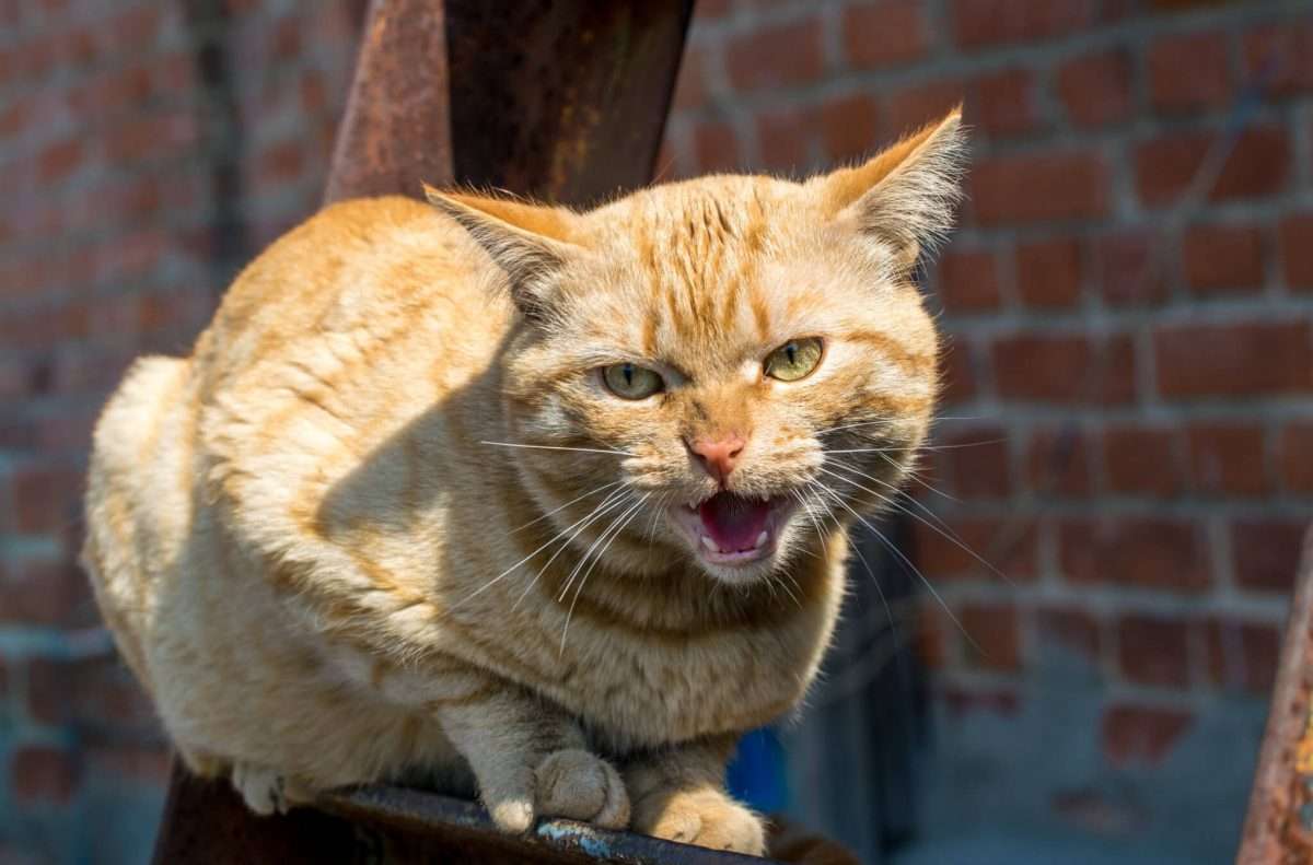 How to Calm an Aggressive Cat [8 Easy Tips]