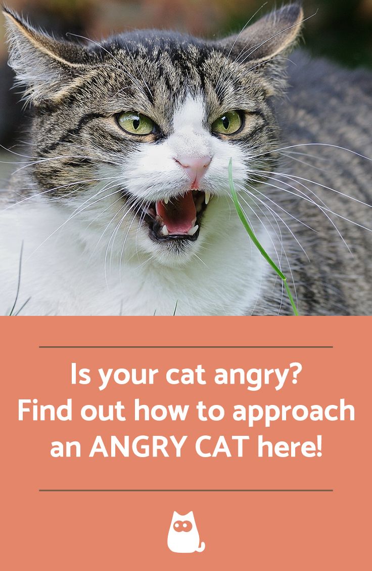 How To Calm An Aggressive Cat
