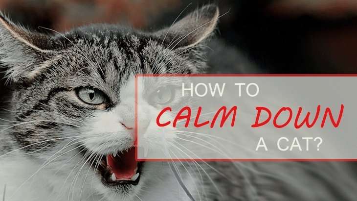 How To Calm Down A Cat