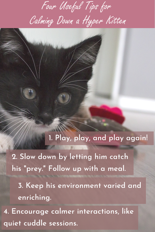 How to Calm Down a Hyper Kitten