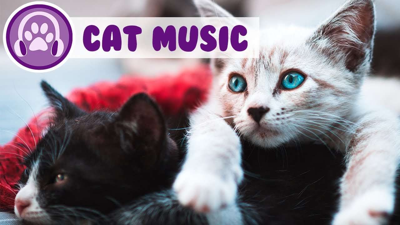 How to calm my cat! My Cat is restless, this music will ...