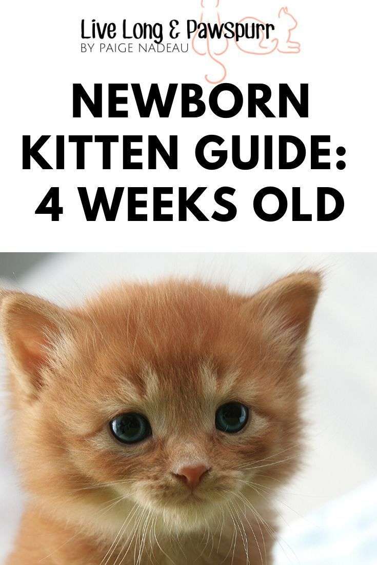 How To Care For A 4 Week Old Kitten