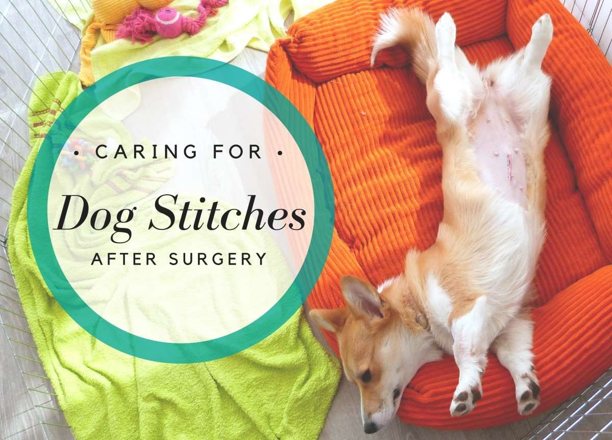 How to Care for and Keep Dog Stitches Clean After Surgery ...