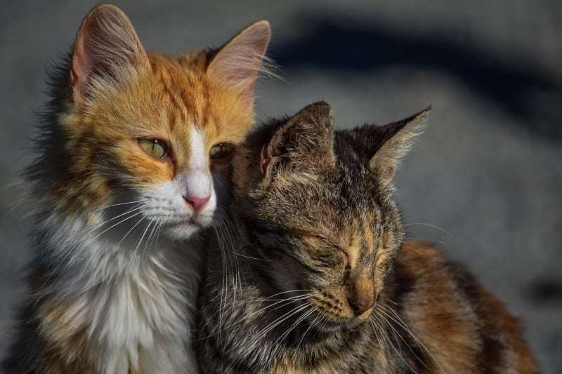 How to Care For Stray and Feral Cats: 6 Things to Know ...