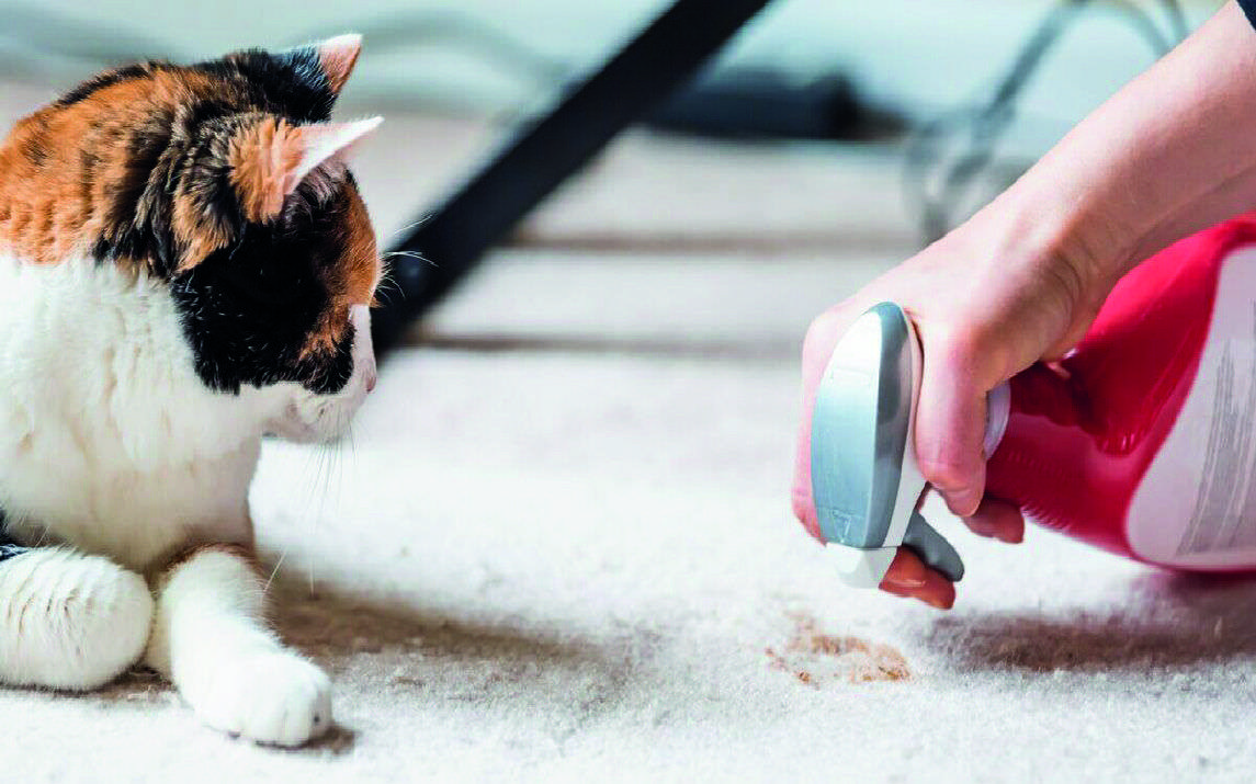How to Clean Cat Poop in Carpet? Step
