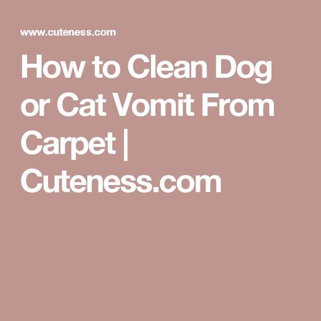 How to Clean Dog or Cat Vomit From Carpet
