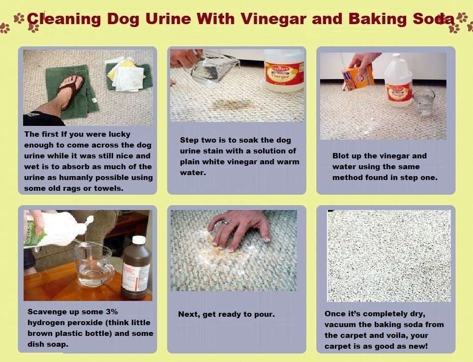 How To Clean Dog Urine From Carpet With Vinegar And Baking ...