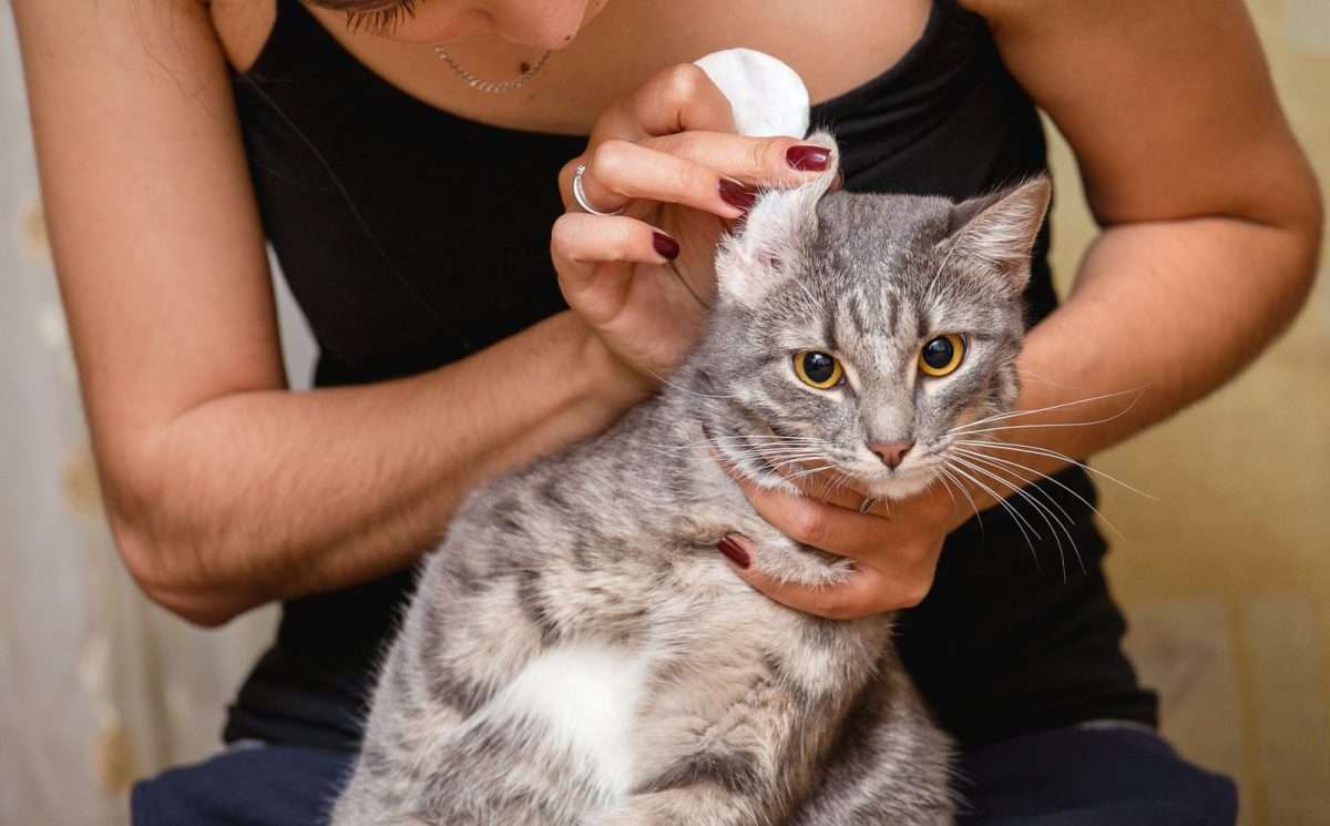 How to Clean Your Cats Ears