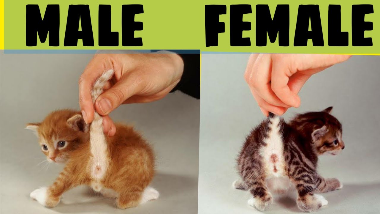 how to determine the gender of the kitten