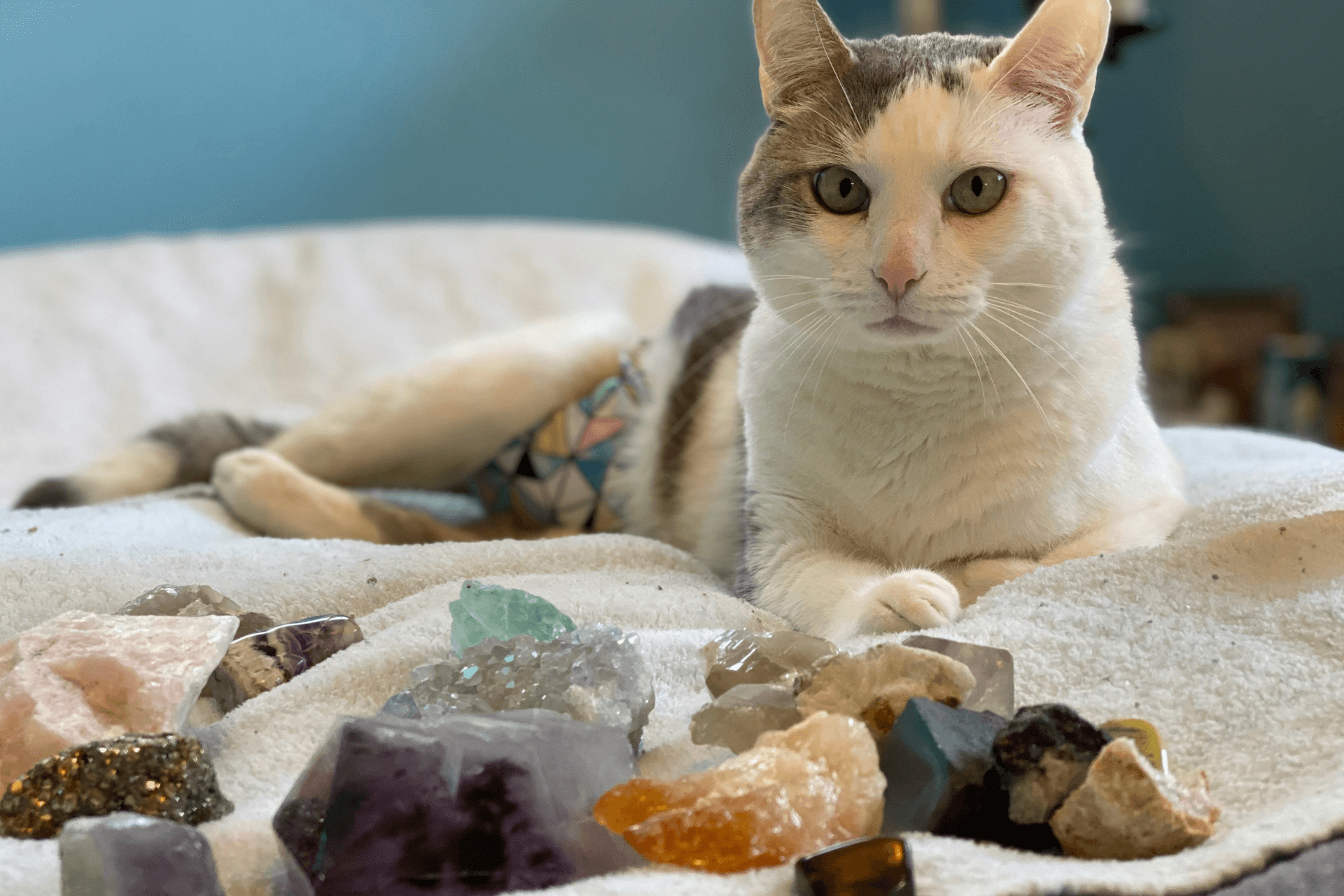 How To Dissolve Struvite Crystals In Cats