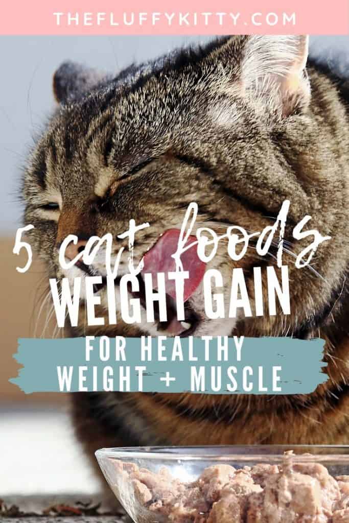 How to Fatten up a Cat: Best Cat Food to Gain Weight {Dry ...