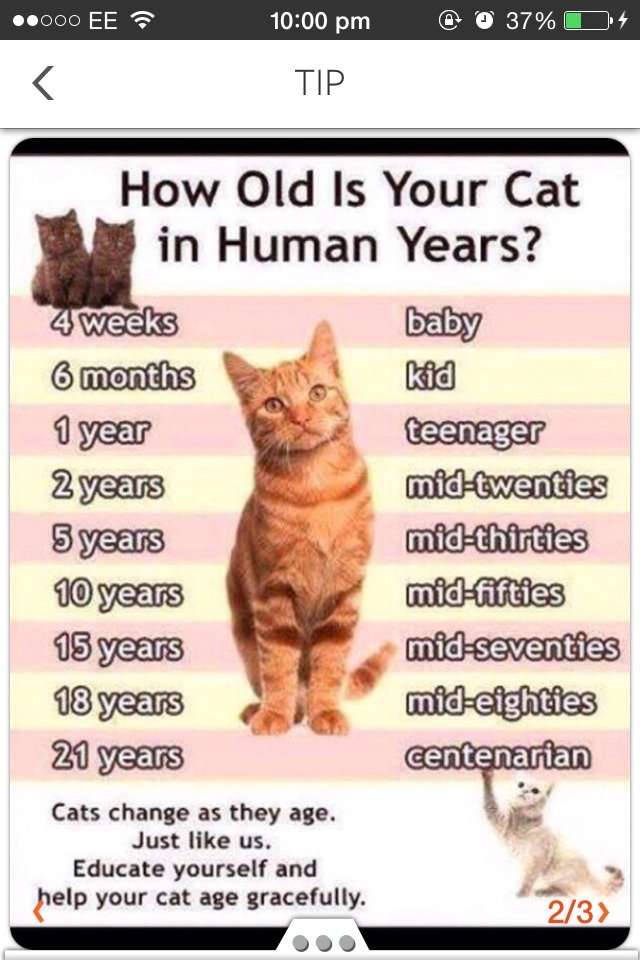How To Find Out How Old Your Cat Is